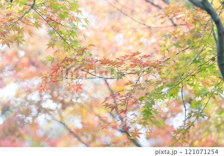 もみじが美しい熊本の紅葉スポット 121071254