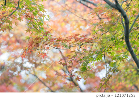 もみじが美しい熊本の紅葉スポット 121071255
