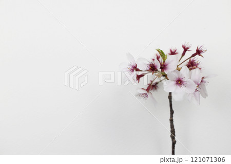 桜の花とテキストスペース 桜の花とテキストスペース 121071306