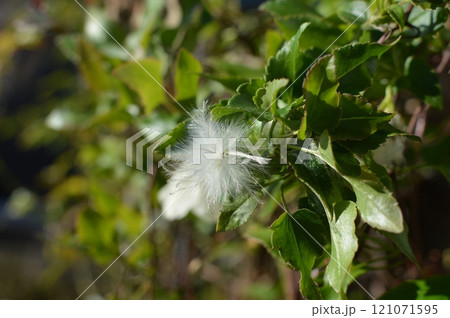 冬咲きクレマチスの花後　　　　　　　 　 121071595