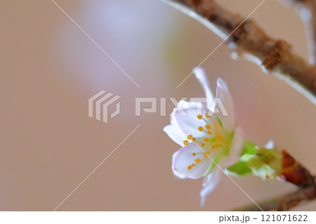 梅の花 梅の花 121071622