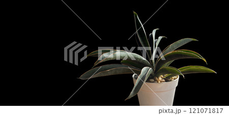 Sansevieria or Snake plant on black background with copy space Air purifying plants 121071817