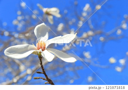 満開に咲くコブシの花 121071818