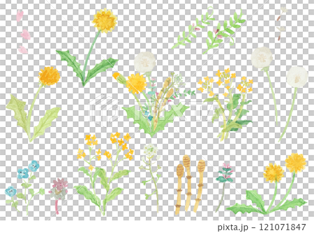 水彩絵の具で描いた春の野原のお花セット 水彩絵の具で描いた春の野原のお花セット 121071847