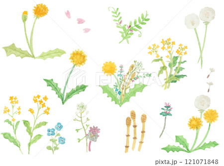 水彩絵の具で描いた春の野原のお花のセット 水彩絵の具で描いた春の野原のお花のセット 121071848
