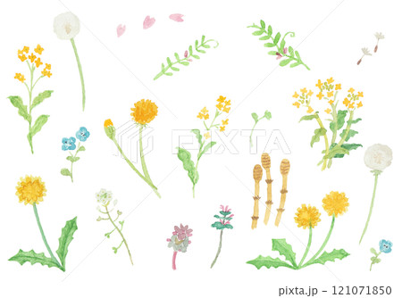 水彩絵の具で描いた春の野原のお花のセット 121071850