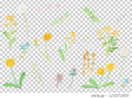 水彩絵の具で描いた春の野原のお花のセット 121071850