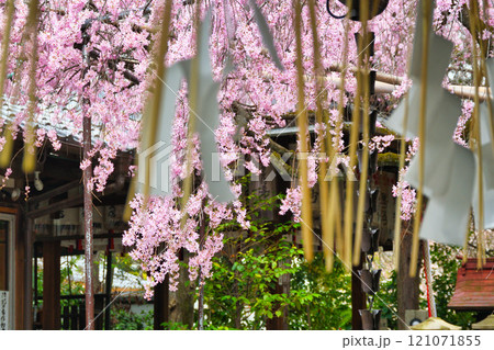 水火天満宮　美しい枝垂れ桜（京都府京都市上京区） 121071855