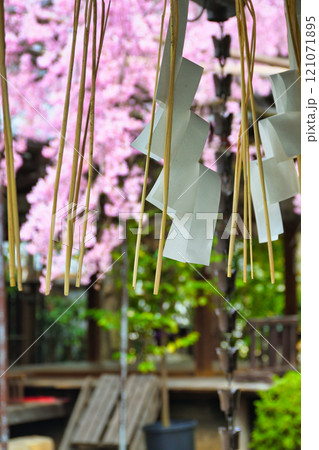 水火天満宮 美しい枝垂れ桜(京都府京都市上京区) 水火天満宮 美しい枝垂れ桜(京都府京都市上京区) 121071895
