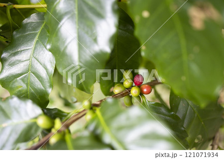 奄美大島のコーヒーの実 121071934
