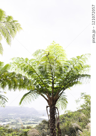 南国に生えるヒカゲヘゴの木 121072057