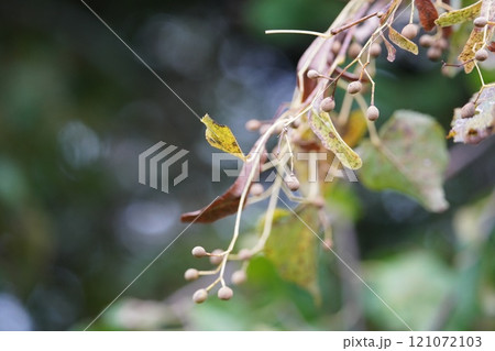 たわわに実るオオバボダイジュ 121072103