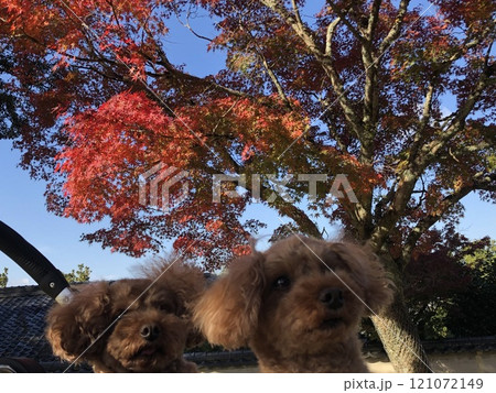 高野山の紅葉とトイプードル 121072149