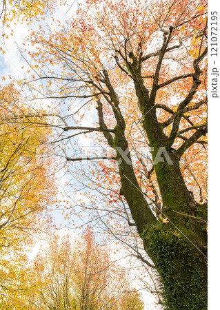 秋雨の中プラタナスのある公園風景 121072195