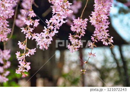 水火天満宮 美しい枝垂れ桜(京都府京都市上京区) 水火天満宮 美しい枝垂れ桜(京都府京都市上京区) 121072243