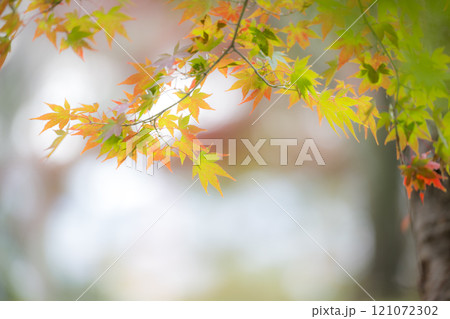 もみじが美しい熊本の紅葉スポット 121072302