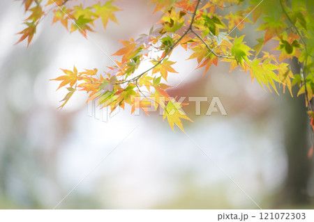 もみじが美しい熊本の紅葉スポット 121072303