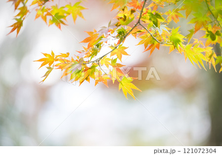 もみじが美しい熊本の紅葉スポット もみじが美しい熊本の紅葉スポット 121072304
