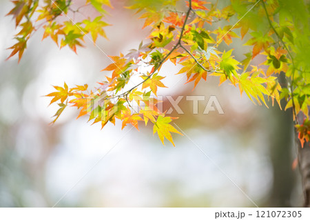 もみじが美しい熊本の紅葉スポット 121072305