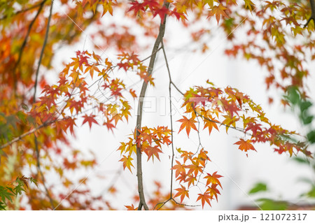 もみじが美しい熊本の紅葉スポット 121072317