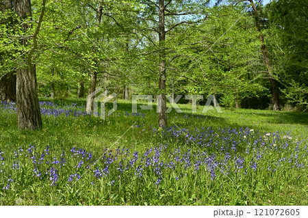 森林公園(埼玉)に咲くシラーの花畑 森林公園(埼玉)に咲くシラーの花畑 121072605