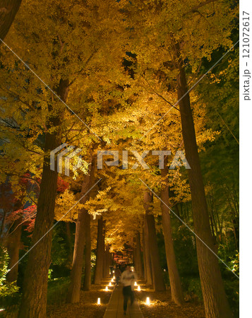 ライトアップされた美しい紅葉 自然風景(2024年12月) ライトアップされた美しい紅葉 自然風景(2024年12月) 121072617