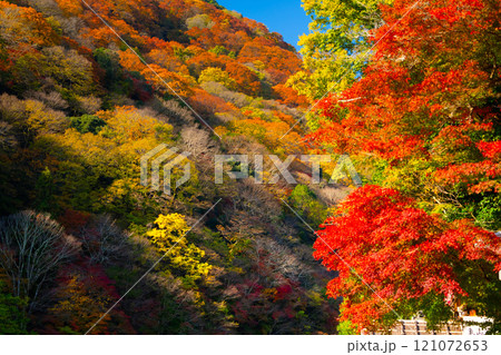 京都・嵐山の紅葉 京都・嵐山の紅葉 121072653