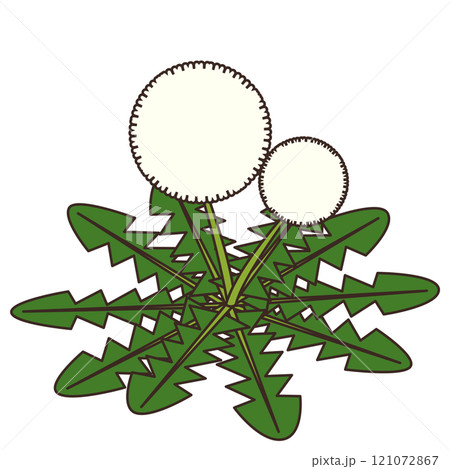 タンポポが綿毛になったイラスト タンポポが綿毛になったイラスト 121072867