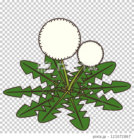 タンポポが綿毛になったイラスト タンポポが綿毛になったイラスト 121072867