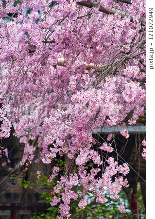 水火天満宮 美しい枝垂れ桜(京都府京都市上京区) 水火天満宮 美しい枝垂れ桜(京都府京都市上京区) 121072949