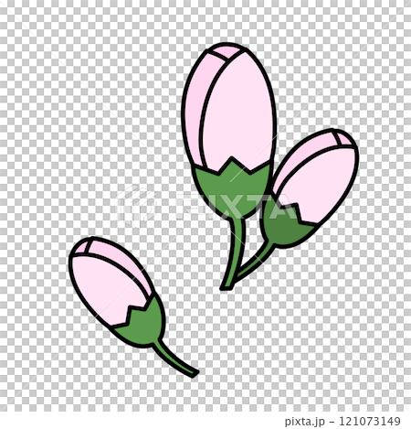 シンプルな桜のつぼみのイラスト 121073149
