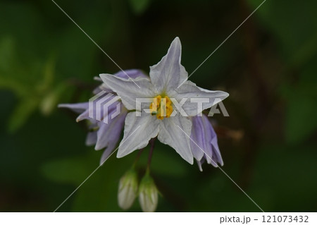 ワルナスビ一輪 ワルナスビ一輪 121073432