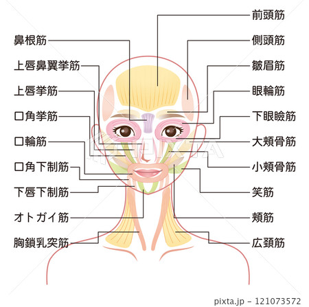 顔の筋肉の仕組み　美容　表情筋 121073572