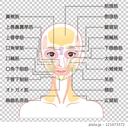 顔の筋肉の仕組み　美容　表情筋 121073572