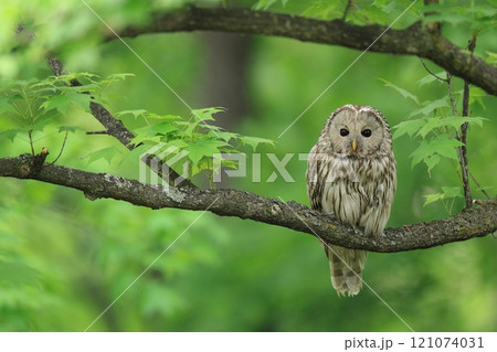 新緑の中のエゾフクロウ 121074031