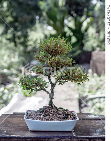 Phyllodium pulchellum in ceramic pots used to create bonsai. 121074341