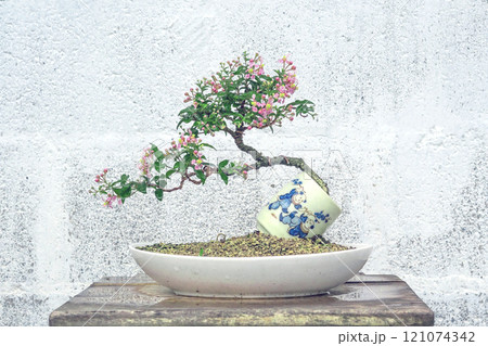 Free orm Dwarf cherry bonsai in ceramic pot 121074342