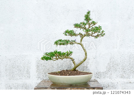 Linh sam, a small bonsai tree in Ceramic pot 121074343