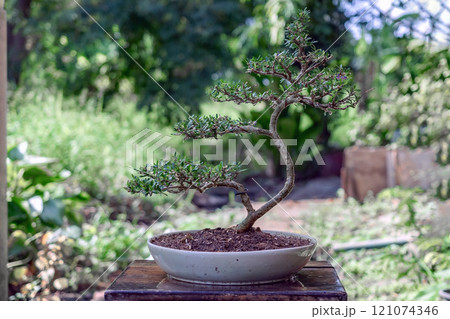 Linh sam, a small bonsai tree in Ceramic pot 121074346