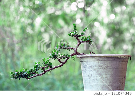 Sam nui,Antidesma acidum tree in plastic pot used to create bonsai. 121074349