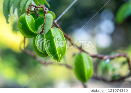 Close up of young fruit of Vietnamese star fruit 121074350