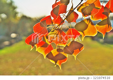 赤く紅葉したナンキンハゼの葉(冬、十二月) 赤く紅葉したナンキンハゼの葉(冬、十二月) 121074510