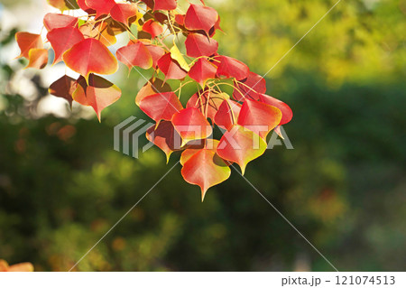 赤く紅葉したナンキンハゼの葉(冬、十二月) 赤く紅葉したナンキンハゼの葉(冬、十二月) 121074513
