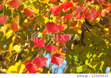 赤く紅葉したナンキンハゼの葉（冬、十二月） 121074515