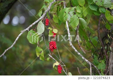 秋の鮮やかな赤実・朝鮮五味子 121074823