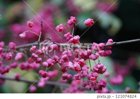 たわわにマユミの実 たわわにマユミの実 121074824