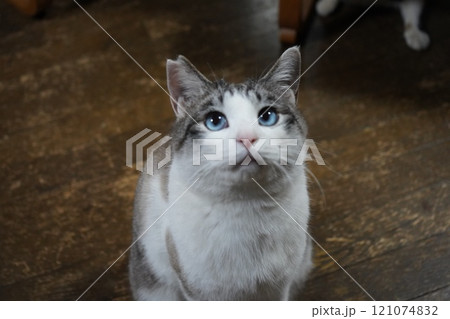 青い瞳のサクラネコ 青い瞳のサクラネコ 121074832
