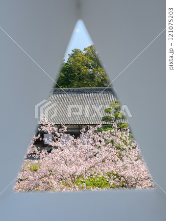 狭間越しの桜と掛川城御殿 121075203