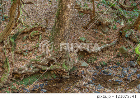 春日山原始林　奈良市 121075541