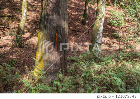 春日山原始林　奈良市 121075545